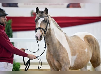 Lewitzer, Hengst, 2 Jaar, Gevlekt-paard