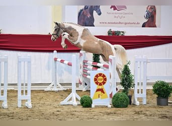 Lewitzer, Hengst, 2 Jaar, Gevlekt-paard