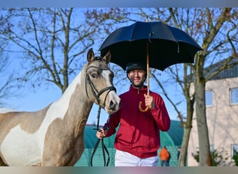 Lewitzer, Hengst, 2 Jaar, Gevlekt-paard