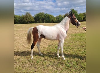 Lewitzer, Hengst, 2 Jahre, 135 cm, Schecke
