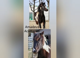 Lewitzer, Hengst, 2 Jahre, Schecke