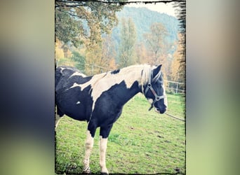 Lewitzer Mix, Hengst, 3 Jaar, 128 cm, Gevlekt-paard