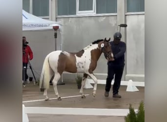 Lewitzer, Hengst, 3 Jaar, 138 cm, Gevlekt-paard