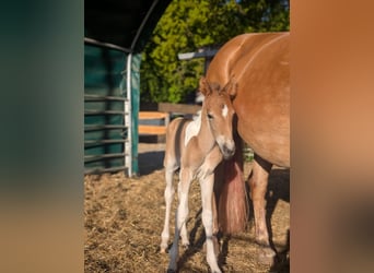 Lewitzer, Hengst, 3 Jaar, 146 cm, Gevlekt-paard