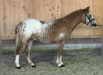 Lewitzer Mix, Hengst, 3 Jahre, 125 cm, Schecke