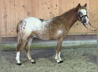 Lewitzer Mix, Hengst, 3 Jahre, 125 cm, Schecke