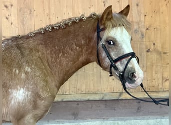 Lewitzer Mix, Hengst, 3 Jahre, 125 cm, Schecke