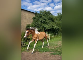 Lewitzer, Hengst, 3 Jahre, 150 cm, Schecke