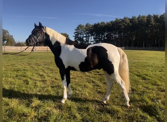 Lewitzer, Hengst, 4 Jahre, 146 cm, Schecke