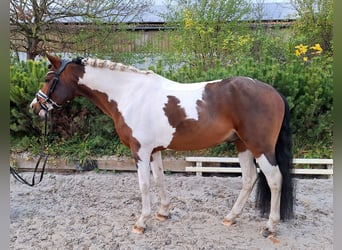 Lewitzer Mix, Hengst, 5 Jaar, 143 cm, Gevlekt-paard