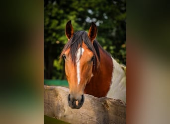 Lewitzer Mix, Hengst, 6 Jahre, 155 cm, Schecke