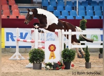 Lewitzer, Hengst, 7 Jaar, 143 cm, Gevlekt-paard