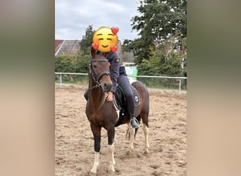 Lewitzer, Hengst, 7 Jahre, 143 cm, Schecke