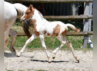 Lewitzer, Hengst, Fohlen (05/2025), 148 cm, Tobiano-alle-Farben