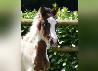 Lewitzer, Hengst, Fohlen (04/2026), 148 cm, Tobiano-alle-Farben