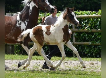 Lewitzer, Hengst, Fohlen (04/2026), 148 cm, Tobiano-alle-Farben