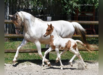 Lewitzer, Hengst, Fohlen (05/2025), 148 cm, Tobiano-alle-Farben