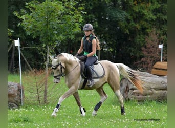 Lewitzer, Hengst, Fohlen (05/2023), 152 cm, Tobiano-alle-Farben