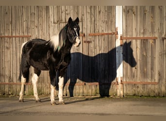 Lewitzer Mix, Hengst, 24 Jaar, 140 cm, Gevlekt-paard