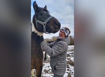 Lewitzer, Hengst, 2 Jahre, 148 cm, Schecke