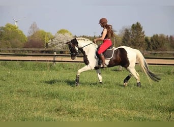 Lewitzer, Hengst, veulen (03/2023), 148 cm, Tobiano-alle-kleuren