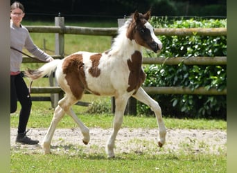 Lewitzer, Hengst, Veulen (04/2026), 148 cm, Tobiano-alle-kleuren
