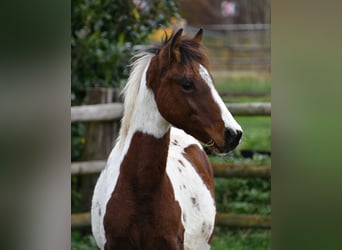 Lewitzer, Hengst, Veulen (05/2025), 148 cm, Tobiano-alle-kleuren