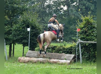 Lewitzer, Hengst, veulen (05/2023), 152 cm, Tobiano-alle-kleuren
