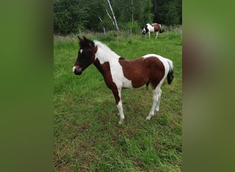 Lewitzer Mix, Hengst, veulen (03/2024), Gevlekt-paard