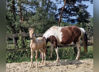 Lewitzer, Hengst, veulen (08/2023), Gevlekt-paard