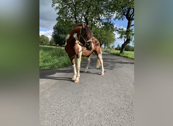 Lewitzer, Hingst, 3 år, 144 cm, Pinto