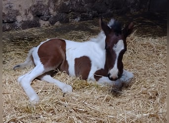 Lewitzer, Hingst, Föl (05/2023), 146 cm, Pinto