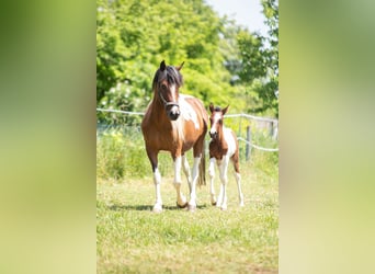 Lewitzer, Hingst, Föl (05/2023), 146 cm, Pinto