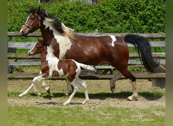 Lewitzer, Hingst, Föl (05/2023), 152 cm, Tobiano-skäck-alla-färger