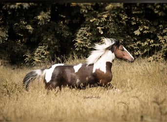 Lewitzer Croisé, Hongre, 12 Ans, 140 cm, Pinto