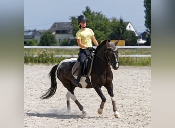 Lewitzer Croisé, Hongre, 13 Ans, 136 cm, Pinto