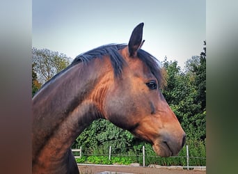 Lewitzer, Hongre, 13 Ans, 143 cm, Bai