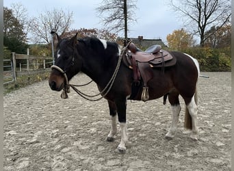 Lewitzer, Hongre, 14 Ans, 156 cm, Pinto