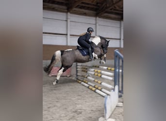 Lewitzer, Hongre, 15 Ans, 148 cm, Pinto