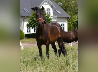 Lewitzer, Hongre, 17 Ans, 135 cm, Bai