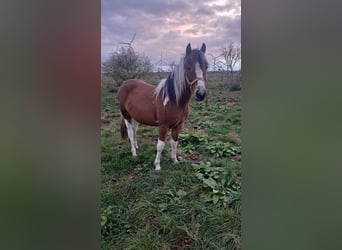 Lewitzer, Hongre, 2 Ans, 142 cm, Pinto