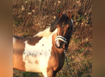 Lewitzer, Hongre, 3 Ans, 138 cm, Pinto