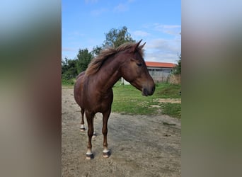 Lewitzer, Hongre, 3 Ans, 142 cm, Alezan brûlé