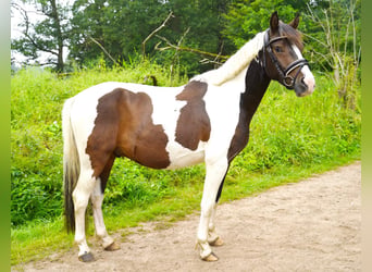 Lewitzer Croisé, Hongre, 3 Ans, 142 cm, Pinto