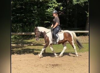 Lewitzer Croisé, Hongre, 3 Ans, 142 cm, Pinto
