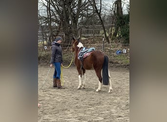 Lewitzer Croisé, Hongre, 4 Ans, 132 cm, Pinto