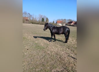 Lewitzer, Hongre, 4 Ans, 143 cm, Noir