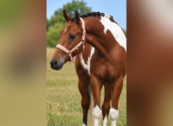 Lewitzer Croisé, Hongre, 4 Ans, 148 cm, Pinto