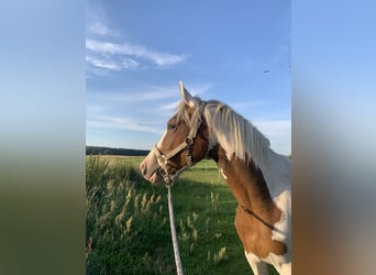 Lewitzer Croisé, Hongre, 4 Ans, 150 cm, Pinto