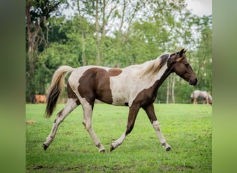Lewitzer Croisé, Hongre, 4 Ans, 150 cm, Tobiano-toutes couleurs